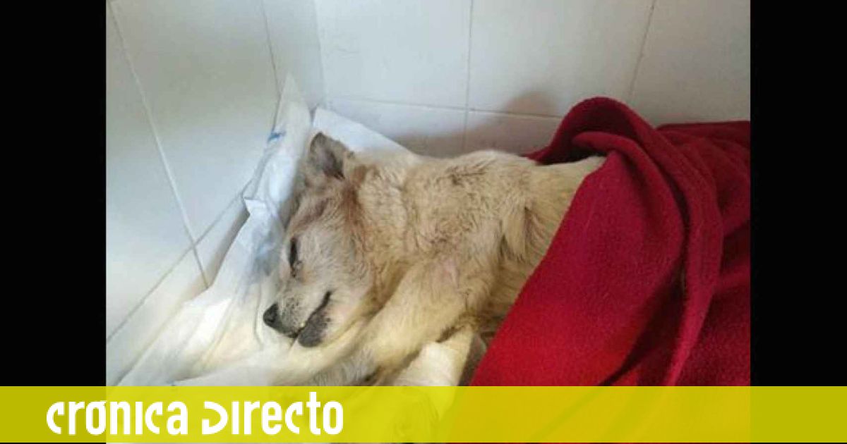 Muere Vida La Perrita Que Los Mossos Encontraron Dentro De Una Bolsa