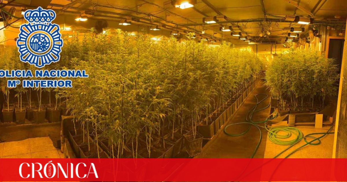 Desmanteladas dos plantaciones de marihuana en Polinyà y Montcada i Reixac