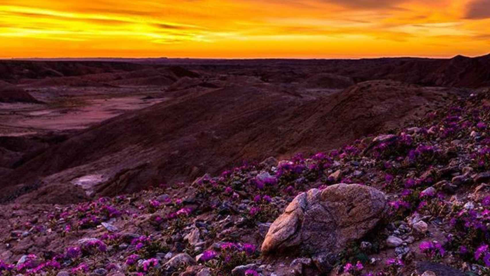 Eclosión de flores silvestres en un desierto de California