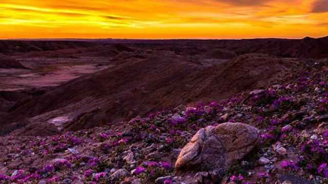 Eclosión de flores silvestres en un desierto de California