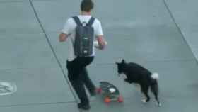 El momento en que el perro roba el skate al joven