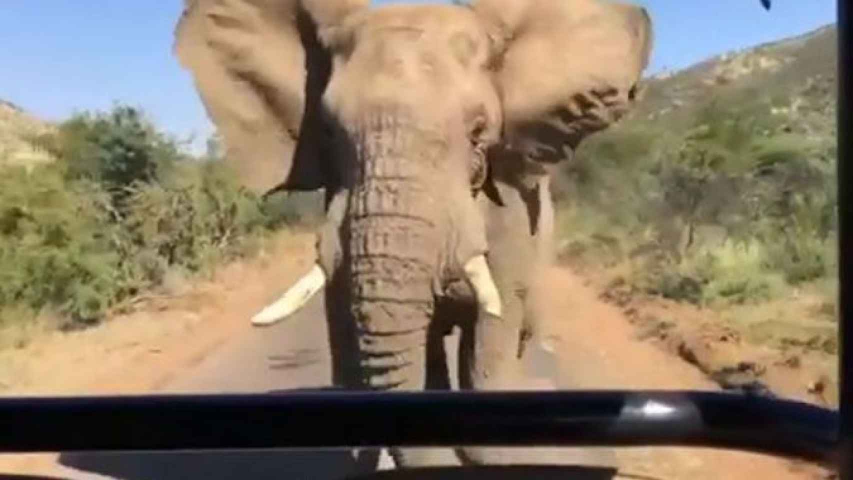 Un elefante en una foto de archivo