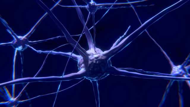 Neuronas conectadas entre sí / CREATIVE COMMONS