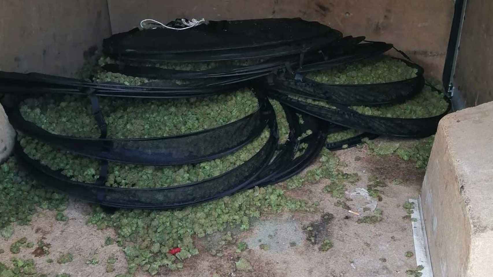 Los 60 kilos de cogollos de marihuana que transportaban los siete detenidos en Girona / MOSSOS