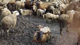 Este es el lamentable estado en el que se encontraban las ovejas en una granja de Lliçà d'Amunt / ANIMANATURALIS