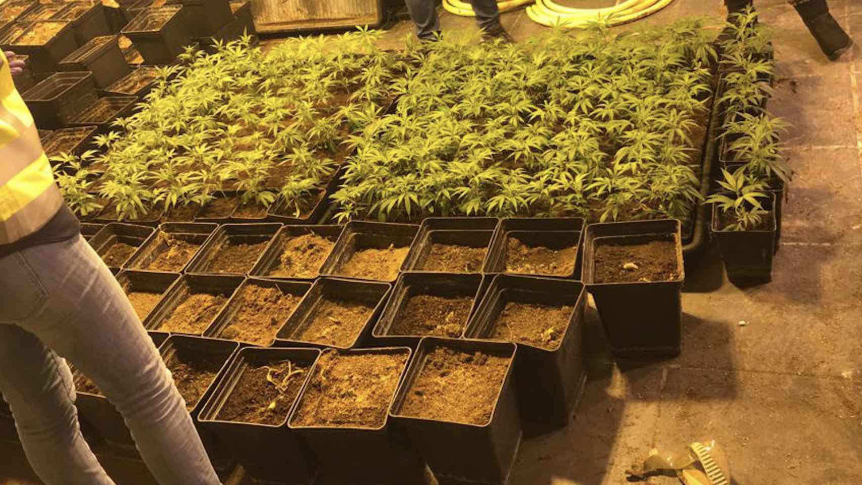 Plantas de marihuana en un bajo de Lloret de Mar / POLICÍA NACIONAL