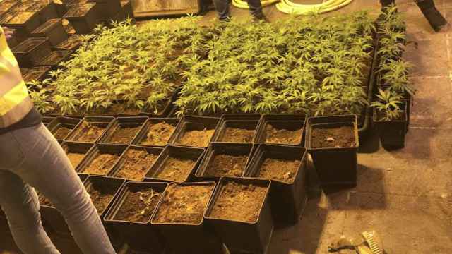 Plantas de marihuana en un bajo de Lloret de Mar / POLICÍA NACIONAL