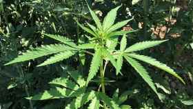 Planta de cannabis / EUROPA PRESS