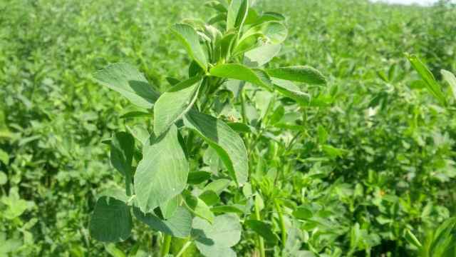 La alfalfa (Medicago sativa) es una leguminosa originaria de Asia y África del Norte que se cultiva con éxito en España / HERBOLARIO ALLIUM (FLICKR)