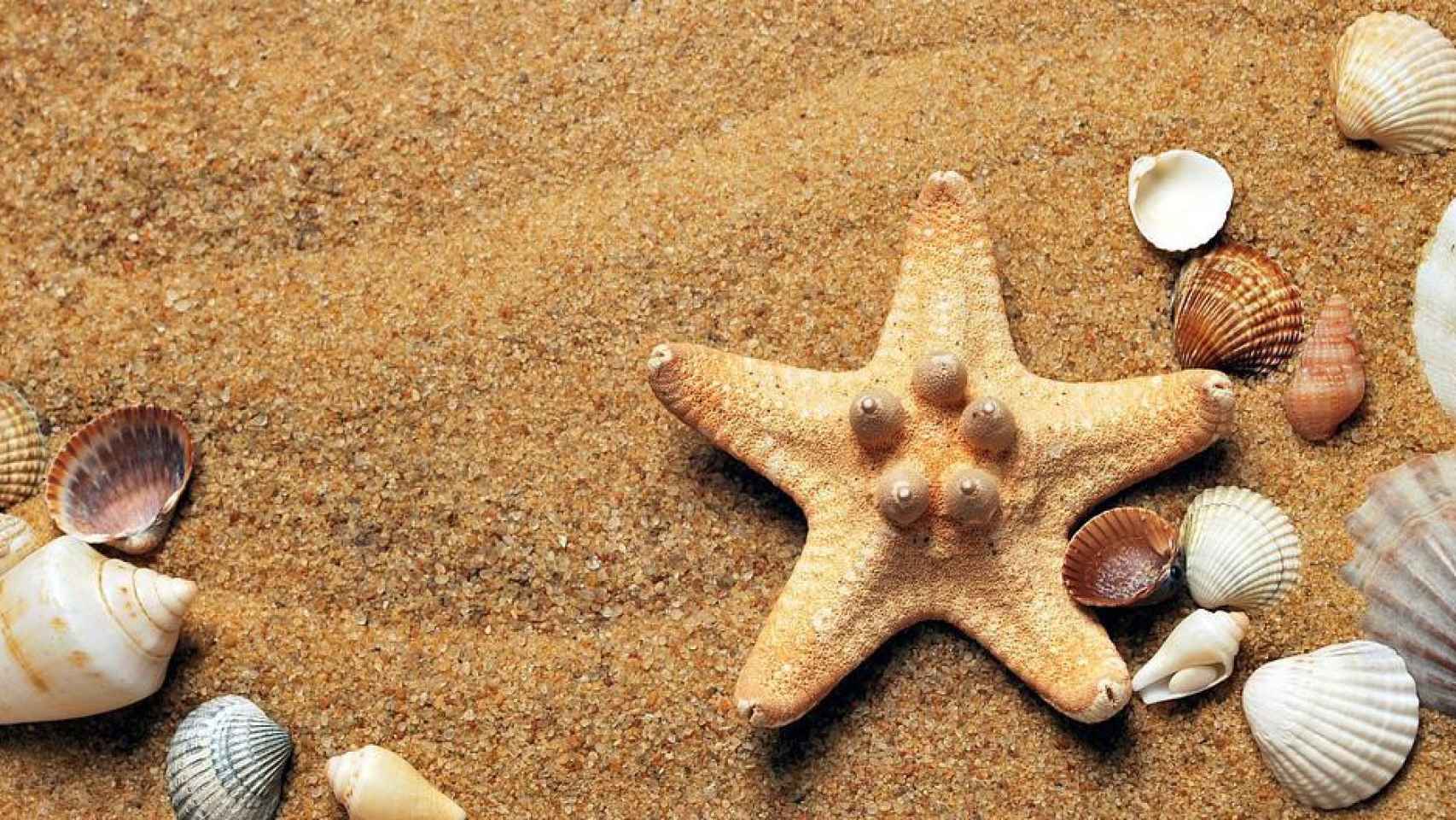 Conchas marinas de las mejores calas de la Costa Dorada / PIXABAY