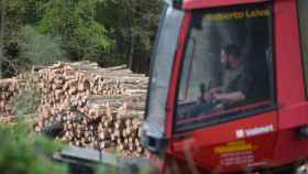Tala de madera en un bosque de Lugo (Galicia) / EP