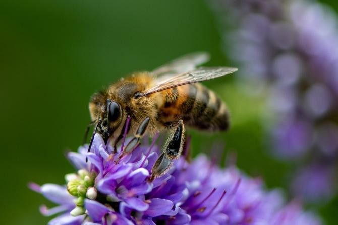 Abeja recolectando néctar para luego hacer miel / Neil Harvey en UNSPLASH