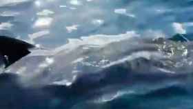 El tiburón peregrino en la superficie / YOUTUBE