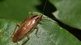 Las cucarachas tienen una genética que les hace aguantar insecticidas / PIXABAY