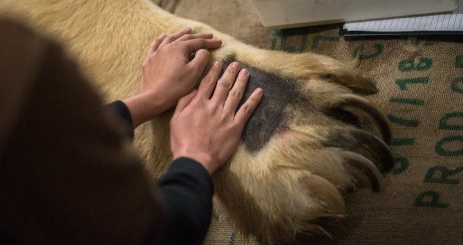 El oso polar tropical Inuka durante un análisis médico /EFE