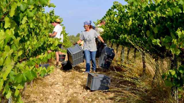 Comarcas. Una viticultora de cava del Penedès en época de vendimia / EFE