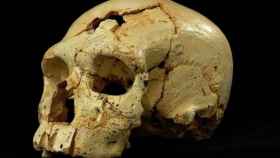 Cráneo 17 de la Sima de los Huesos, en la Sierra de Atapuerca (Burgos).