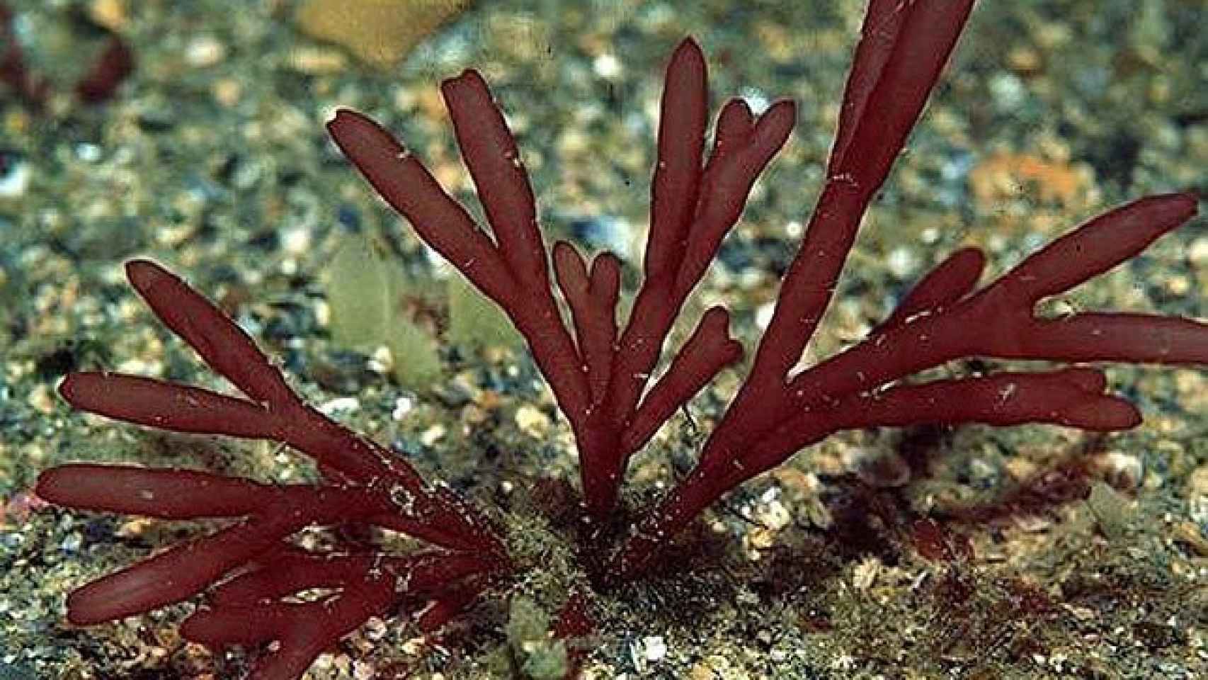 Las algas rojas acumulan contaminantes radiactivos.