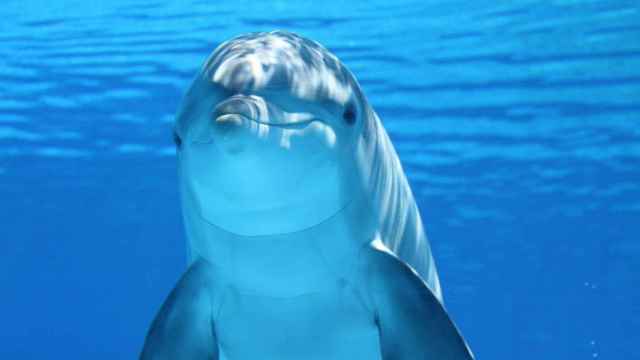 Un delfín solitario sonríe a la cámara / CG
