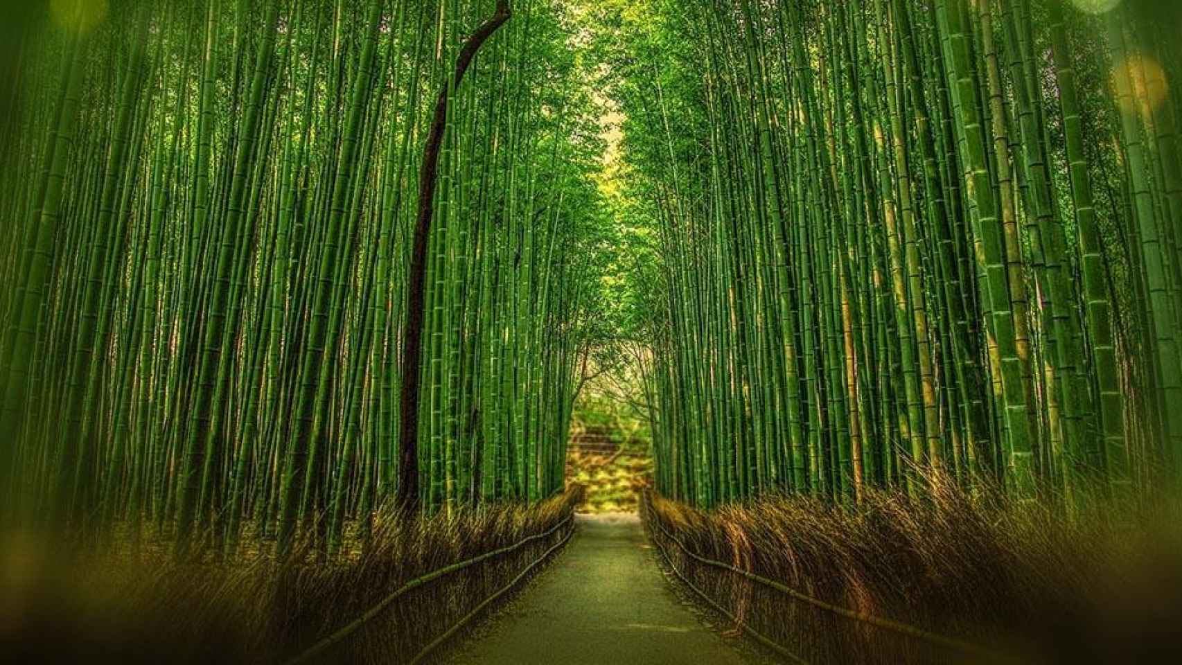 Bosque de bambú en Kyoto, perfecto para poner en práctica el shinrin-yoku el Día Mundial del Árbol / PIXABAY