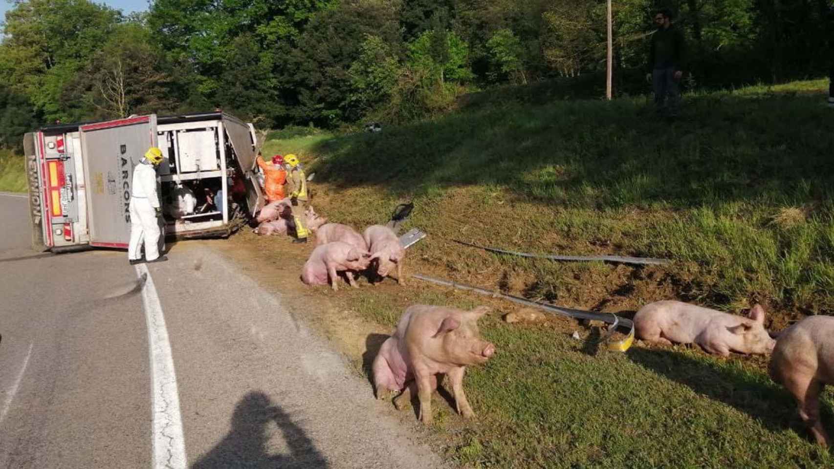 Un camión cargado de cerdos ha volcado en Girona / BOMBERS