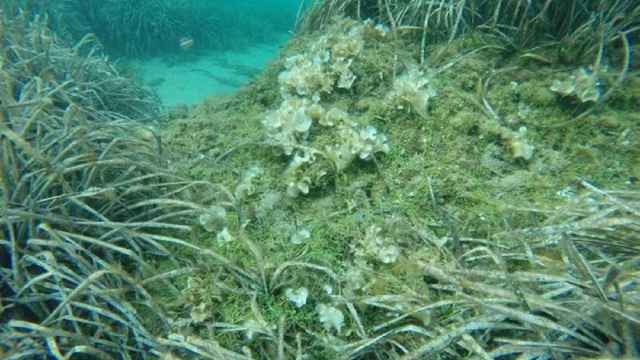 Detectada en el Cap de Creus (Girona) una de las algas más dañinas del Mediterráneo / EP