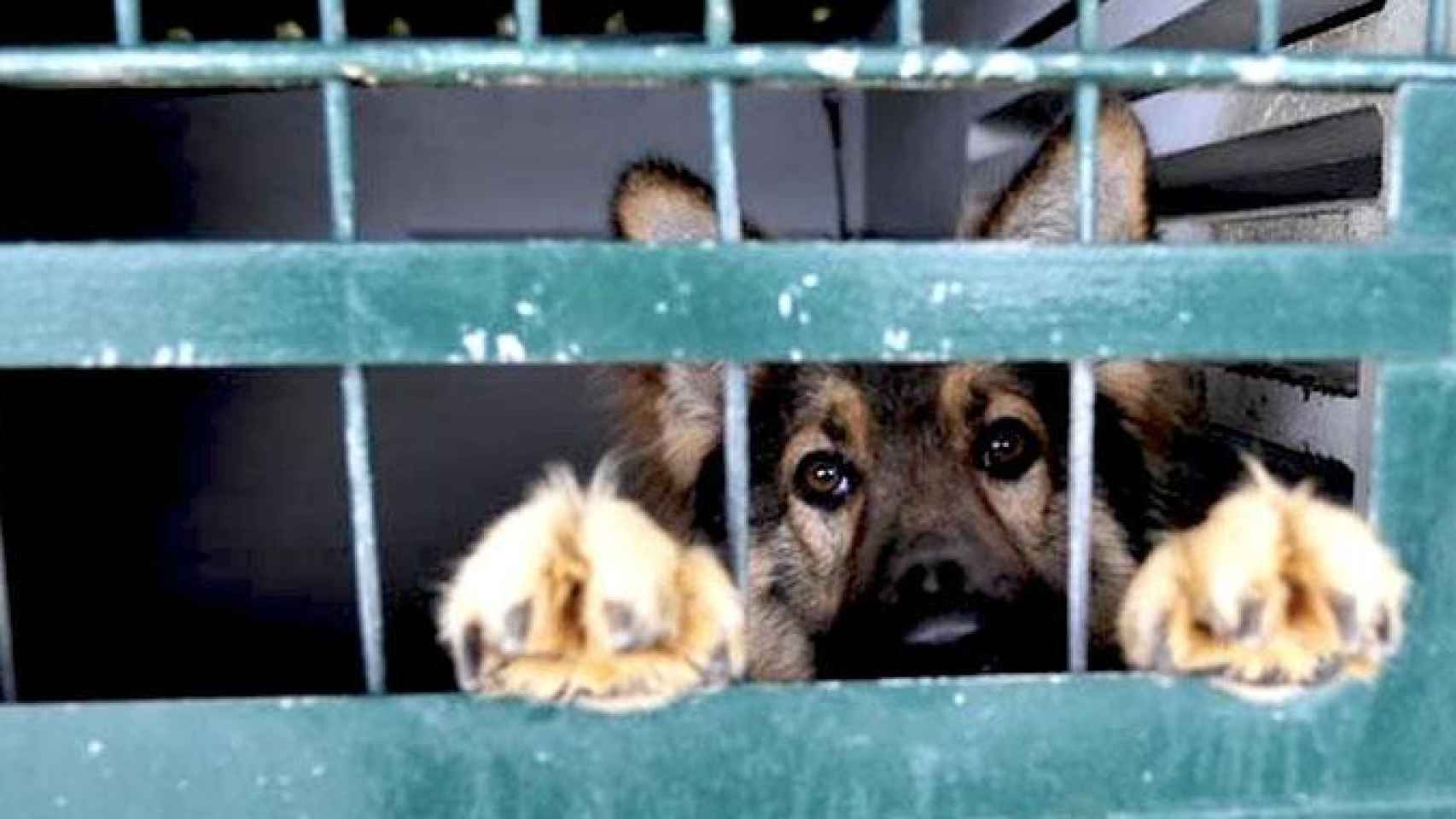 Imagen de archivo de un perro en un centro de acogida de animales que han sido abandonados / EFE