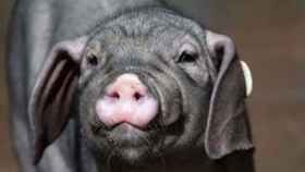 Un cerdo en una imagen de archivo / EFE