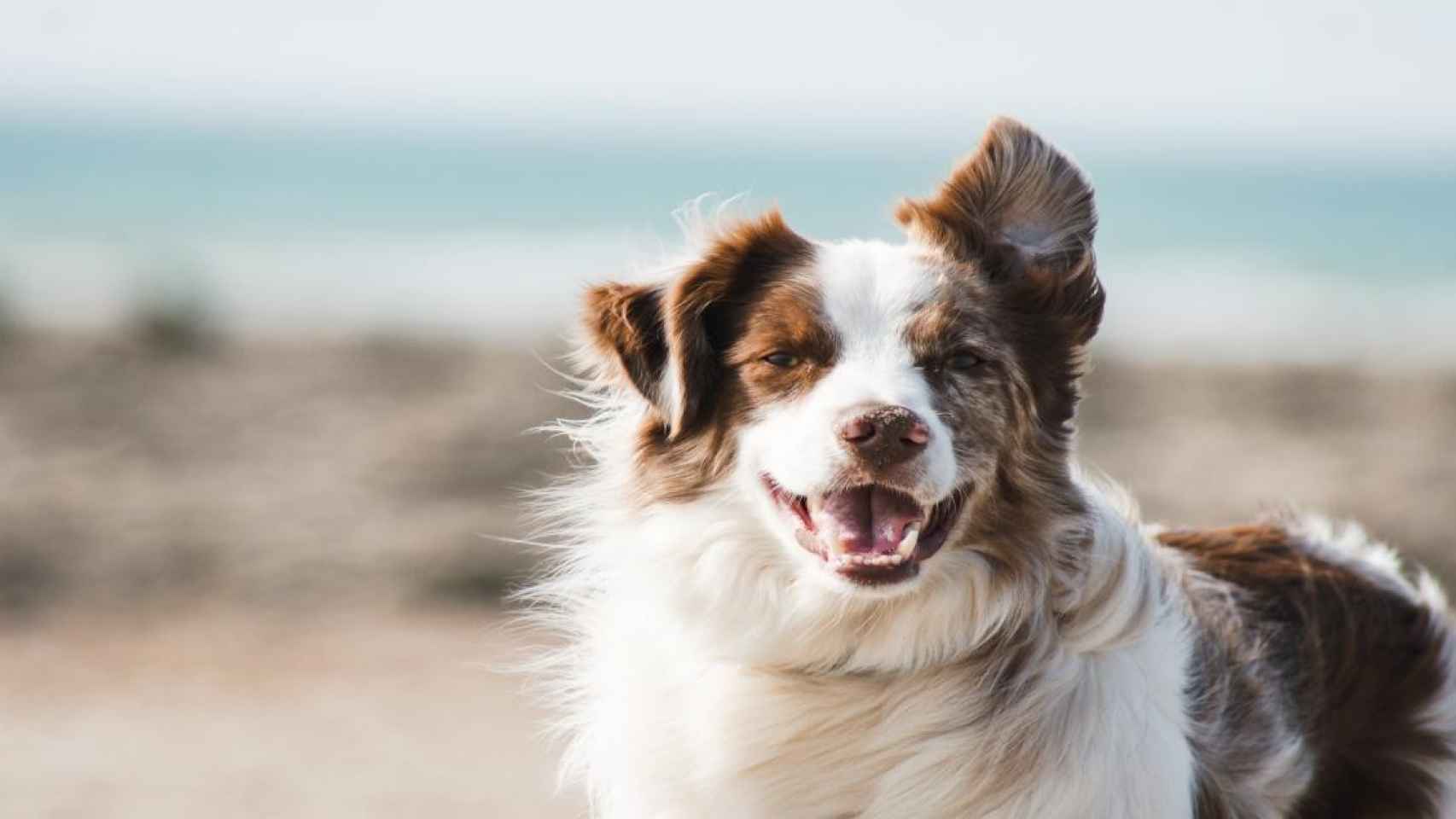 Un perro, mascota que puede ser adoptada gracias a la app AdoptaMe / Pauline Loroy en UNSPLASH