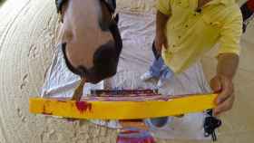 Metro, el caballo que pinta para financiarse el veterinario / BBC