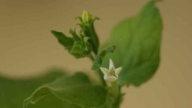 Planta de Nicotiana benthamiana, una herbácea pariente cercana del tabaco / WIKIPEDIA