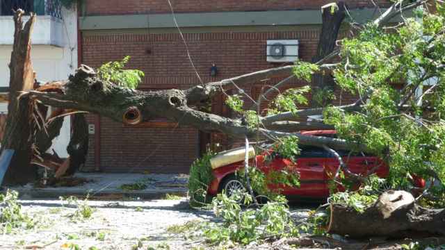 Árbol destrozado a causa de vientos fuertes / PROTECCIÓ CIVIL DE LA GENERALITAT