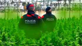 Una patrulla de Mossos d'Esquadra, en una plantación de marihuana./ FOTOMONTAJE CG