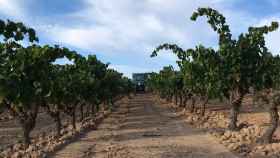 Viñas de garnacha blanca de DO Terra Alta: la vendimia de esta variedad apenas ha sufrido daños por la granizada / DO TERRA ALTA