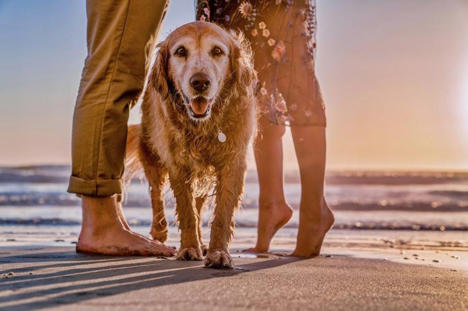Una pareja con su perro en la playa / PIXABAY