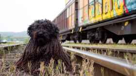 Imagen de archivo de un perro en las vías del tren / PIXABAY
