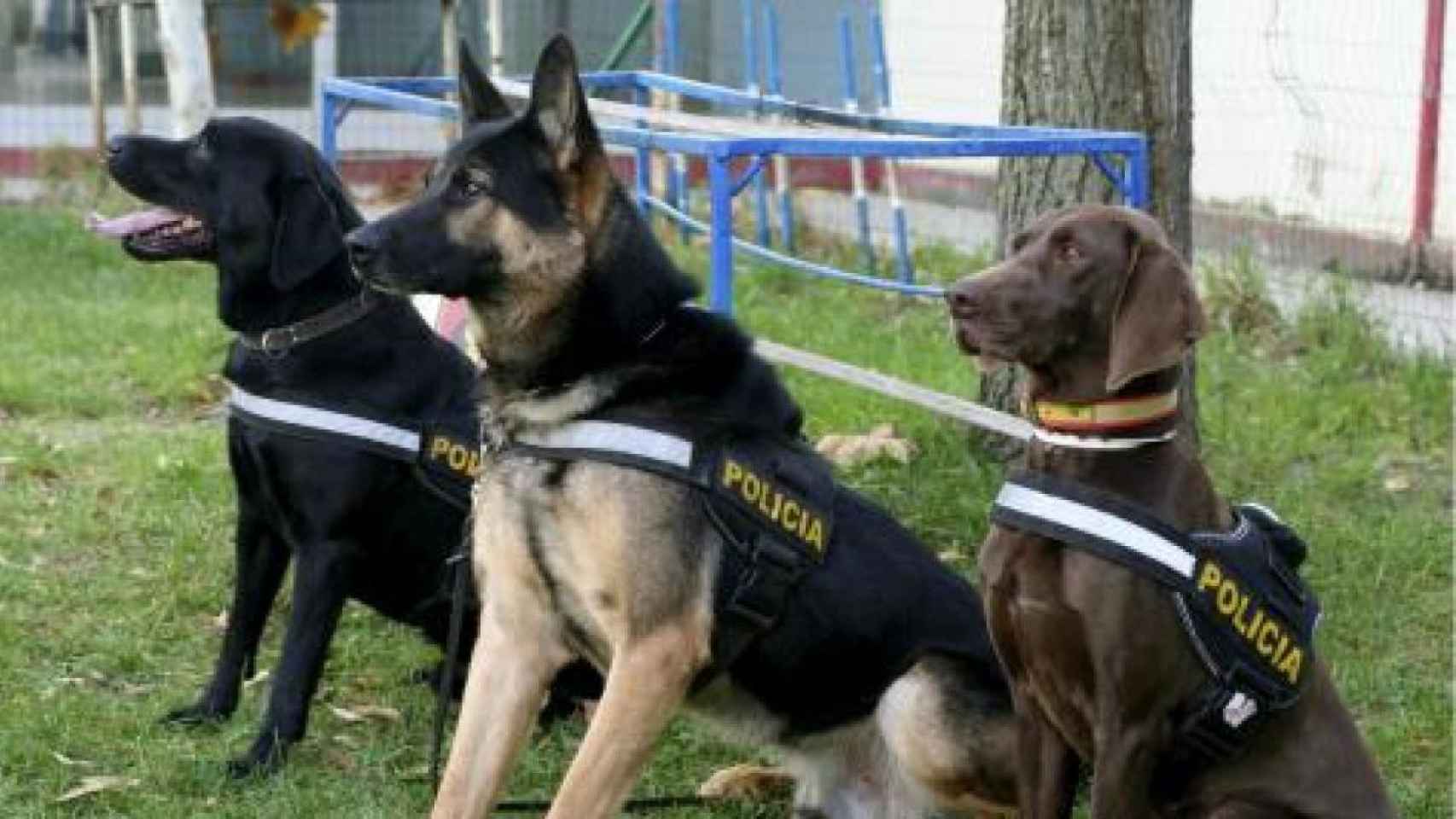Perros policía / EFE