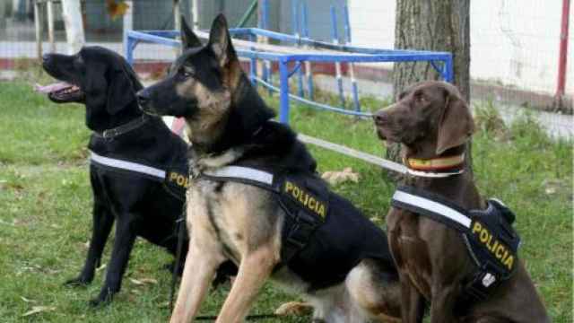 Perros policía / EFE
