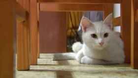 Misi, la gata que salvó a su familia de un incendio con sus maullidos en Galicia / CG