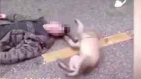 El perro intenta despertar a su dueño tendido en el suelo / Youtube