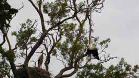 Cigüeñas en un árbol en el Parque Natural de los Aiguamolls de l'Empordà / EP