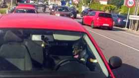 Perro encerrado por su dueña en un coche en una localidad gallega / Policía Local de Poio