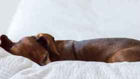 Perro durmiendo plácidamente en la cama de su dueño / Eduardo Casajus en UNSPLASH