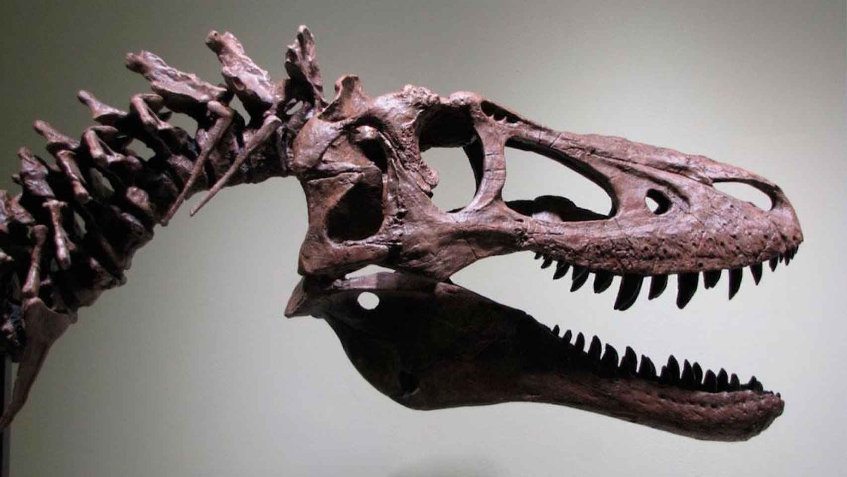 El fósil de Tyrannosaurus Rex / PIRATE GOLD COINS