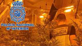Plantación de marihuana desmantelada por la Policía Nacional en la que detuvieron a tres de los seis detenidos / CNP