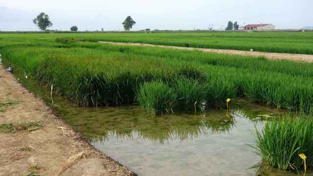 Una plantación de arroz del Delta de l'Ebre / CENTRO DE INVESTIGACIÓN EN AGRIGENÓMICA (CRAG)