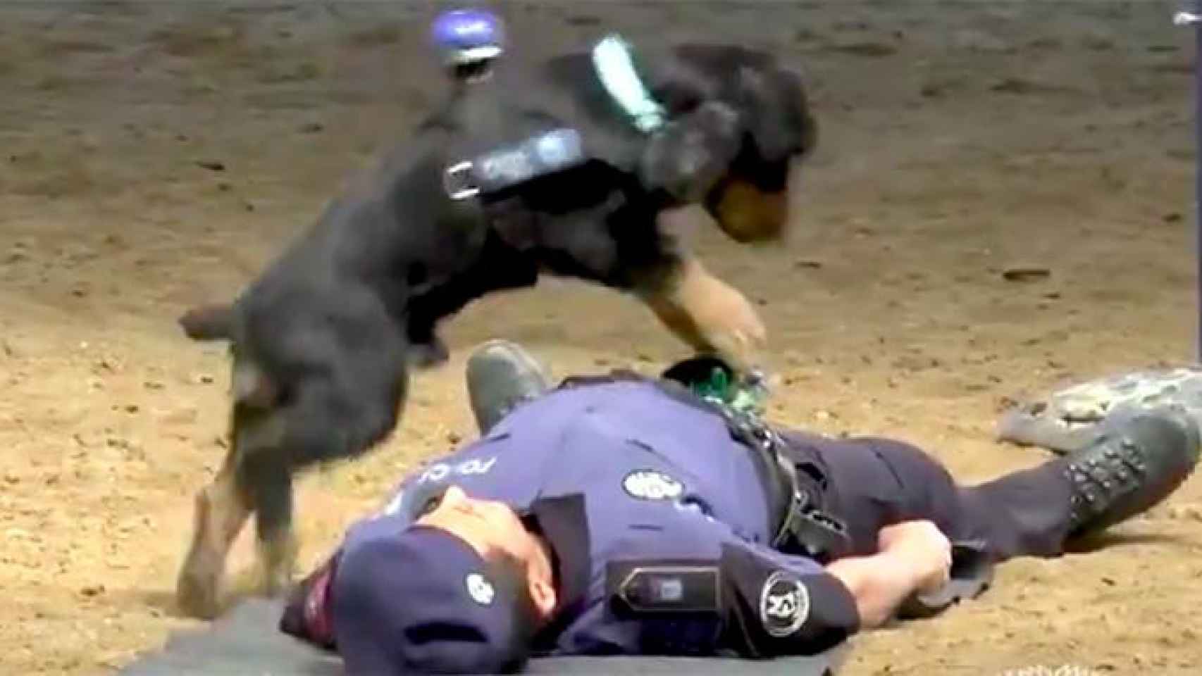 Poncho, el perro policía entrenado para realizar técnicas de reanimación y que enternece a los tuiteros / CG