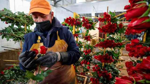 Un productor prepara rosas para San Valentín / EFE