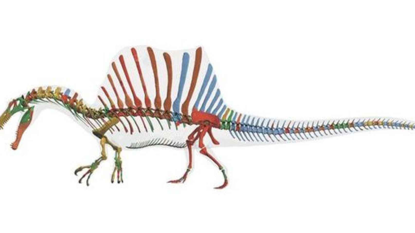 Reconstrucción digital del esqueleto de Spinosaurus aegyptiacus, el primer dinosaurio semiacuático