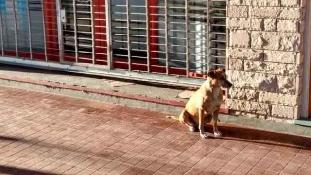 La perra Bianca espera frente a la librería de Eugenia, su dueña / TWITTER